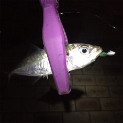 安治川アジング