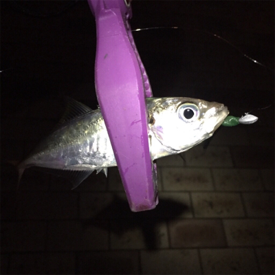 安治川アジング