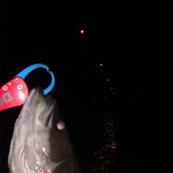 ウェイクベイト大活躍