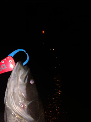 ウェイクベイト大活躍