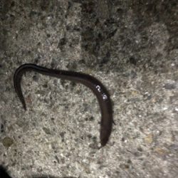 F-4太刀魚　アナゴ　アコウ　アラカブ最高！