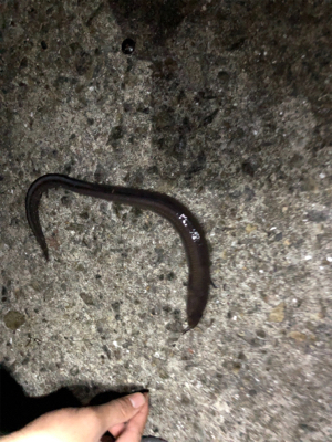 F-4太刀魚　アナゴ　アコウ　アラカブ最高！