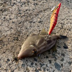 シーズン終盤エギング