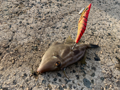 シーズン終盤エギング