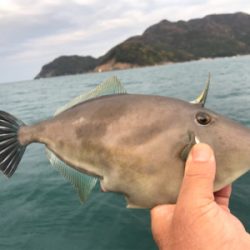 マイボートで久しぶりにハゲ釣り。