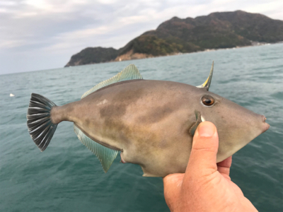 マイボートで久しぶりにハゲ釣り。