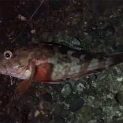 粘りのサゴシ^ ^