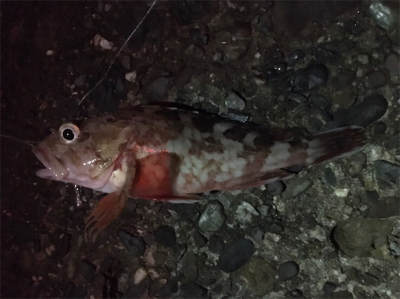 粘りのサゴシ^ ^