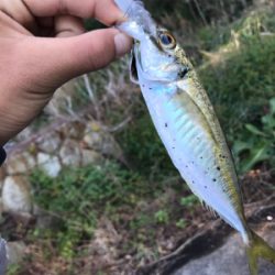 アジが釣れました