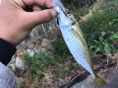 アジが釣れました