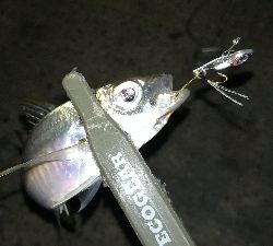 ナイトアジング