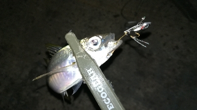 ナイトアジング