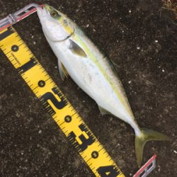 ハマチまだまだ