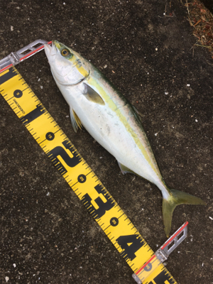 ハマチまだまだ