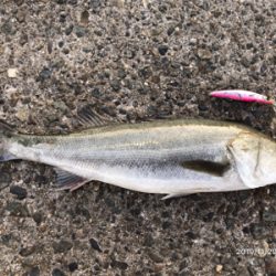 サラシパターン