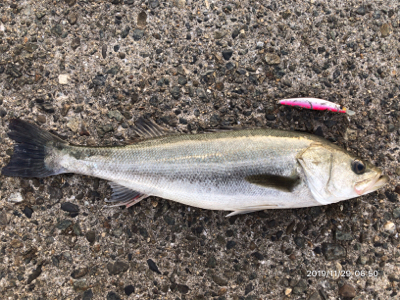 サラシパターン