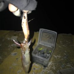 潮が動かないとヒイカも釣れないσ(^_^;)