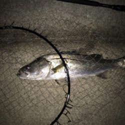 まだまだいける!