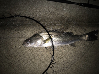 まだまだいける!