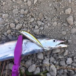 イケア裏でプラッギング F4タチウオ爆釣！