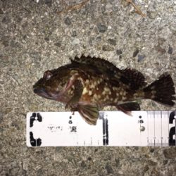 アジ、メバル、ガシラ