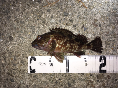 アジ、メバル、ガシラ