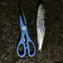 サビキでミラクル