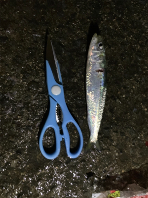 サビキでミラクル