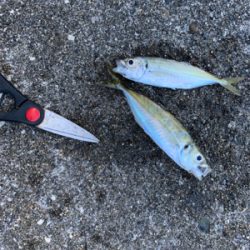 アジ！ガシラ！