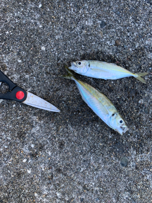 アジ！ガシラ！