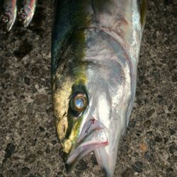 松部港 堤防釣り