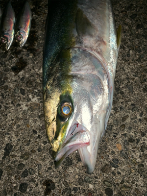 松部港 堤防釣り