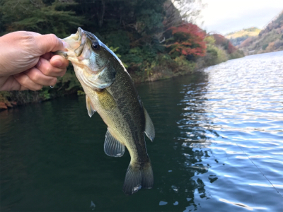 午前中ボート釣行！