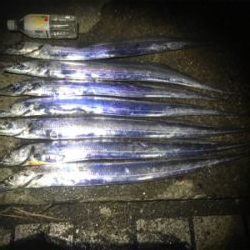 ハマチ 不発　タチウオ好調