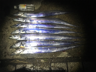 ハマチ 不発　タチウオ好調