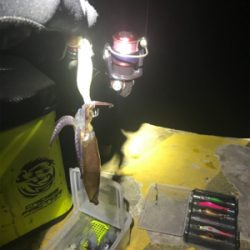 厳しいヒイカ釣り(＞＜)