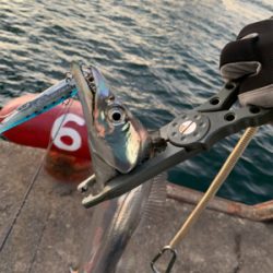 朝の時合い狙い