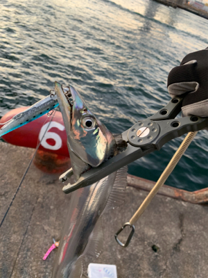 朝の時合い狙い