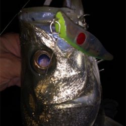 シーバス好活性！