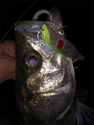 シーバス好活性！