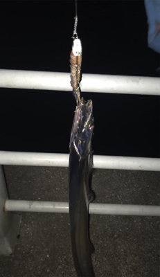 ボチボチです。