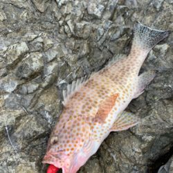 坊津の沖磯にて！