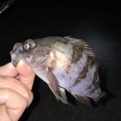 ナイトゲーム・メバリング