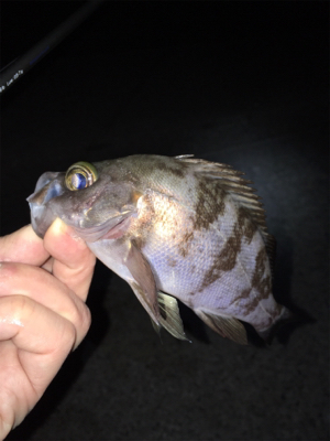 ナイトゲーム・メバリング