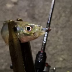 アジング練習 70