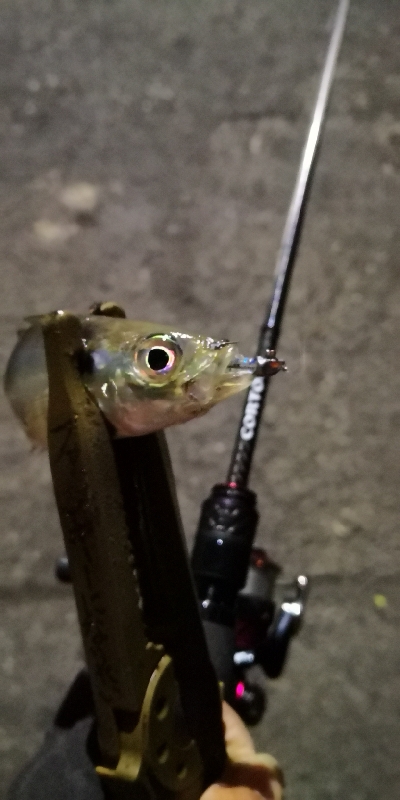 アジング練習 70