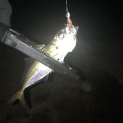 ヒイカ釣り時々アジング(^^)