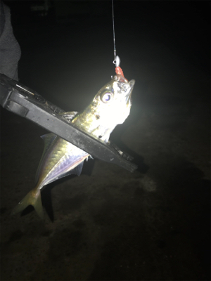 ヒイカ釣り時々アジング(^^)