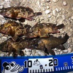 癒し系始まりました