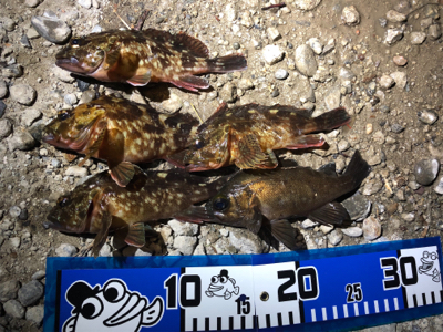 癒し系始まりました